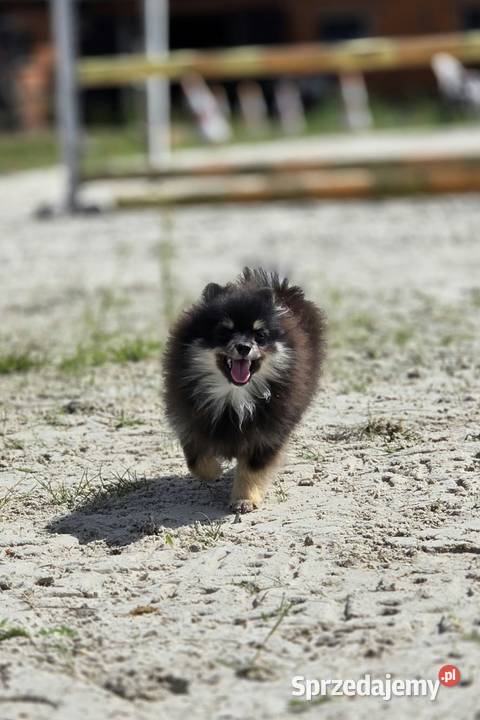 Szpic miniaturowy pomeranian malutki