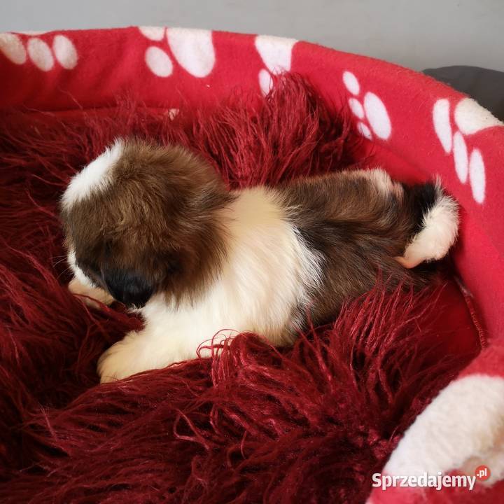 Szczenięta rasy SHIH TZU Biało Czarne Tricolor zachodniopomorskie Szczecinek