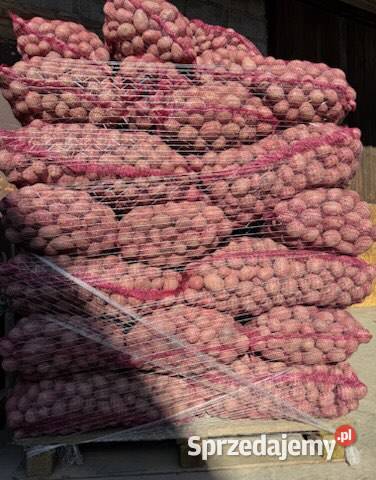 Ziemniaki RED SONIA w kalibrażu sadzeniakowym łódzkie Wieluń