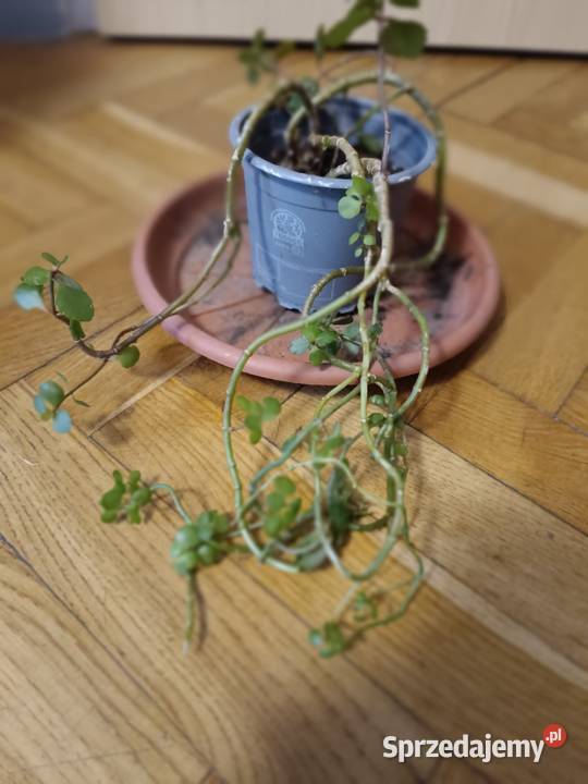 Kwiaty różne odmiany Rośliny pomorskie Gdańsk