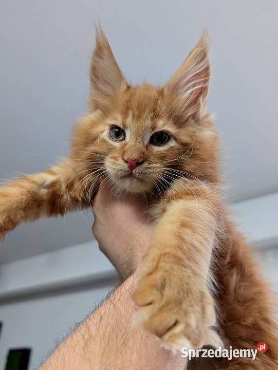 Maine Coon kocur do hodowli Championach Radom