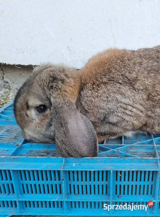 sprzedam króliki ponieważ likwiduje hodowle Radlna