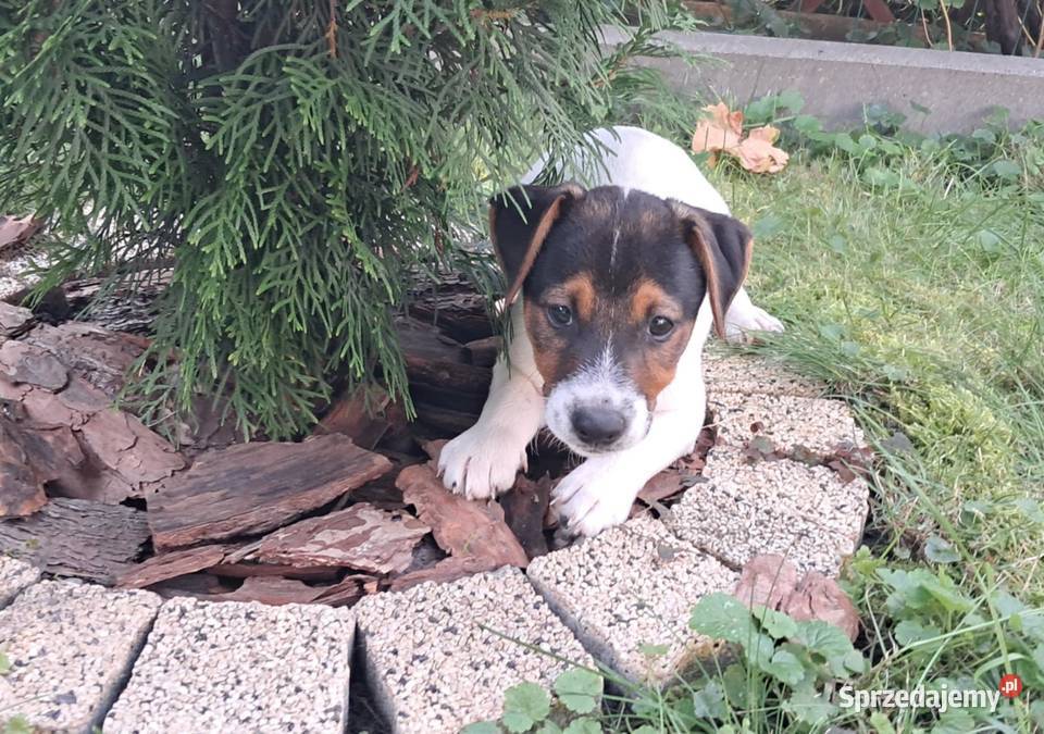 Jack Russell Terrier Wschowa