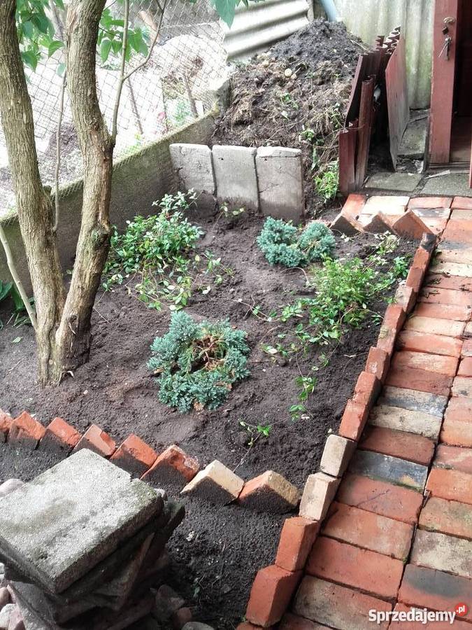 dzialka ogrodnicza Paderewskiego Brodnica sprzedam