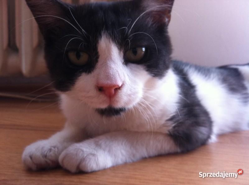 ŁOWCA MYSZ ZADBA O TWÓJ DOM Rybnik sprzedam