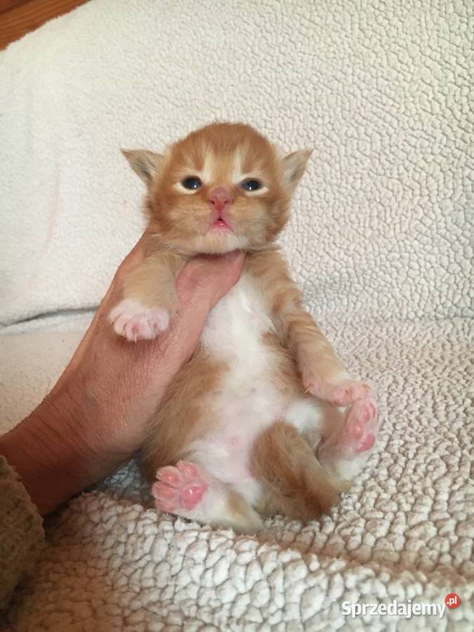 Kocięta Maine Coon wielkie koty