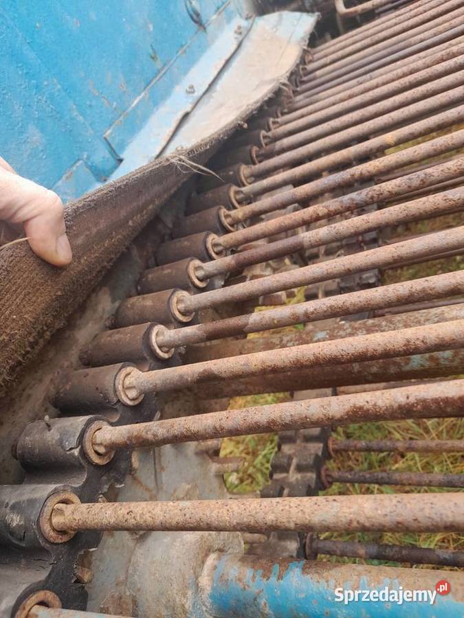 Taśma gumowa do kopaczki dwurzedowej tył Żarki