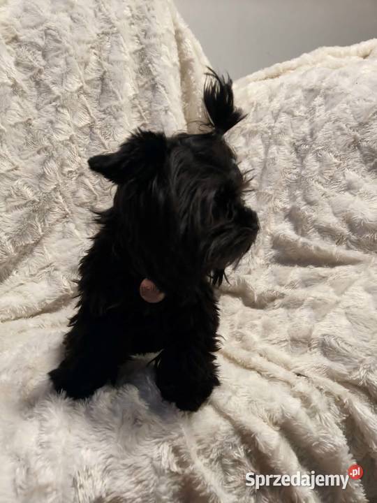 yorkshire terrier black 8 miesięcy York Kraków