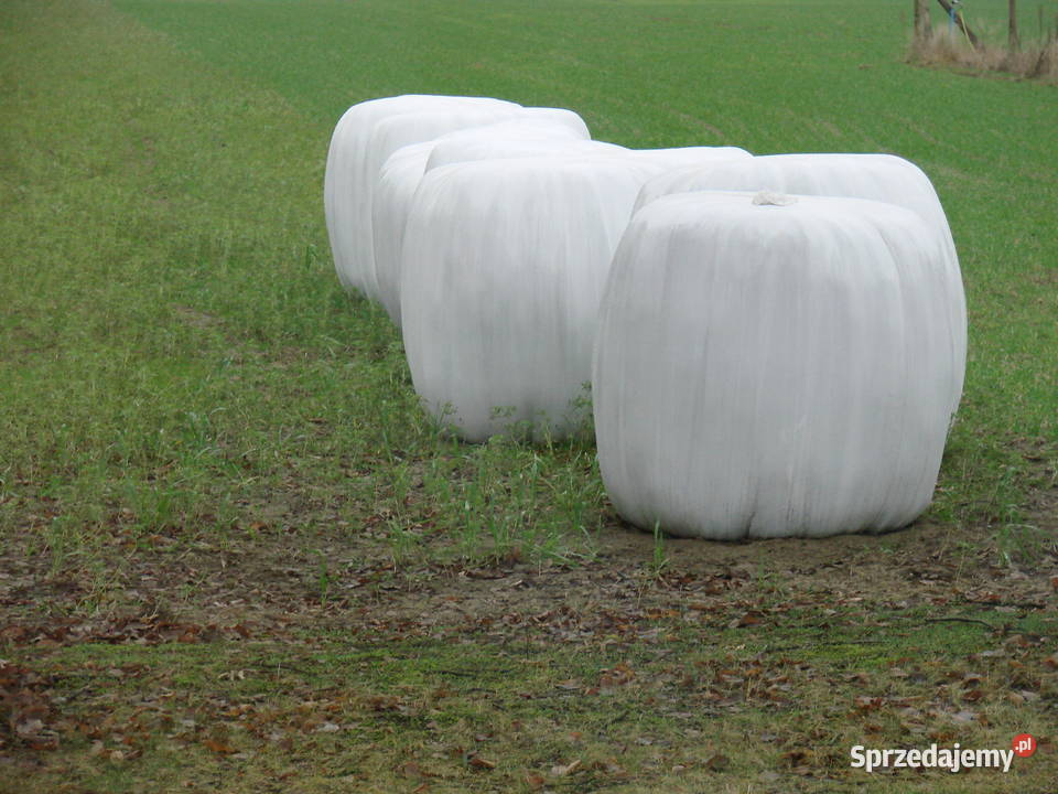 sianokiszonka wielkopolskie Oborniki