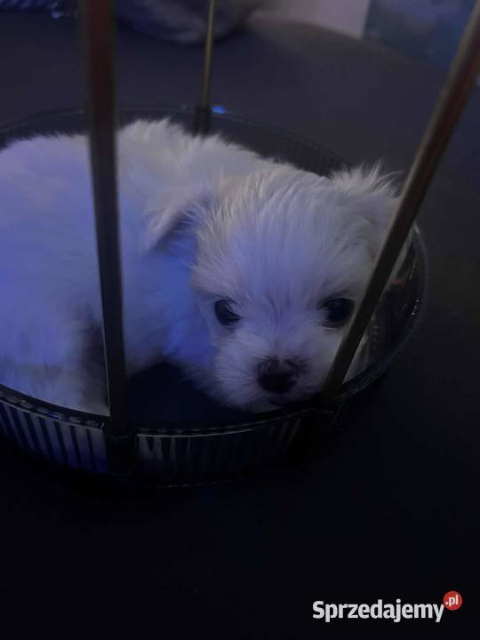 Maltańczyk FCI Rezerwacja Ropczyce