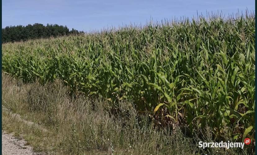 Kukurydza na pniu 2 5 ha Zambrów