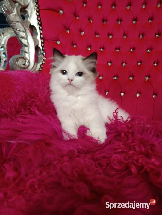 Ragdoll Kotka Seal bicolor FIFE FPL