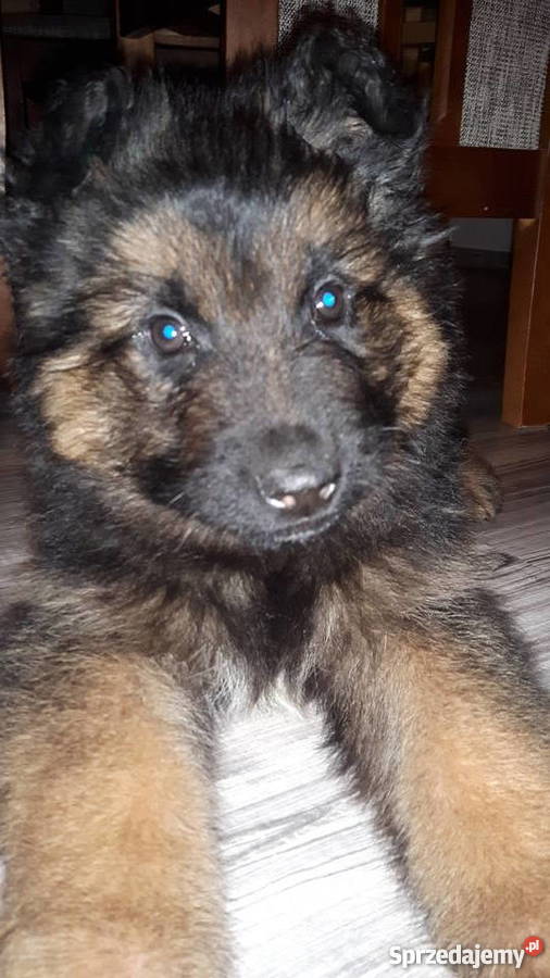 Szczeniaki Owczarka Niemieckiego Długowłosego Psy Chełmce sprzedam
