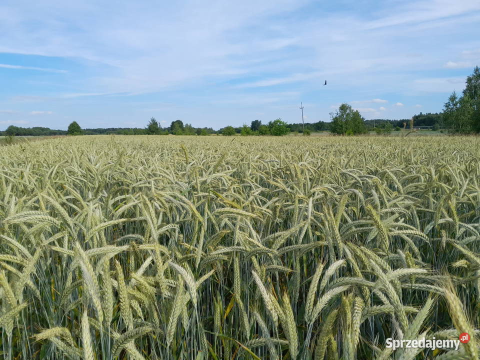 Pszenżyto Claudius Przykory