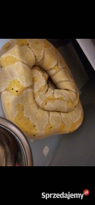 Samica pyton królewski banana pastel Koszalin