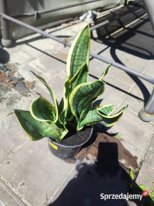Sanseveria Języki teściowej