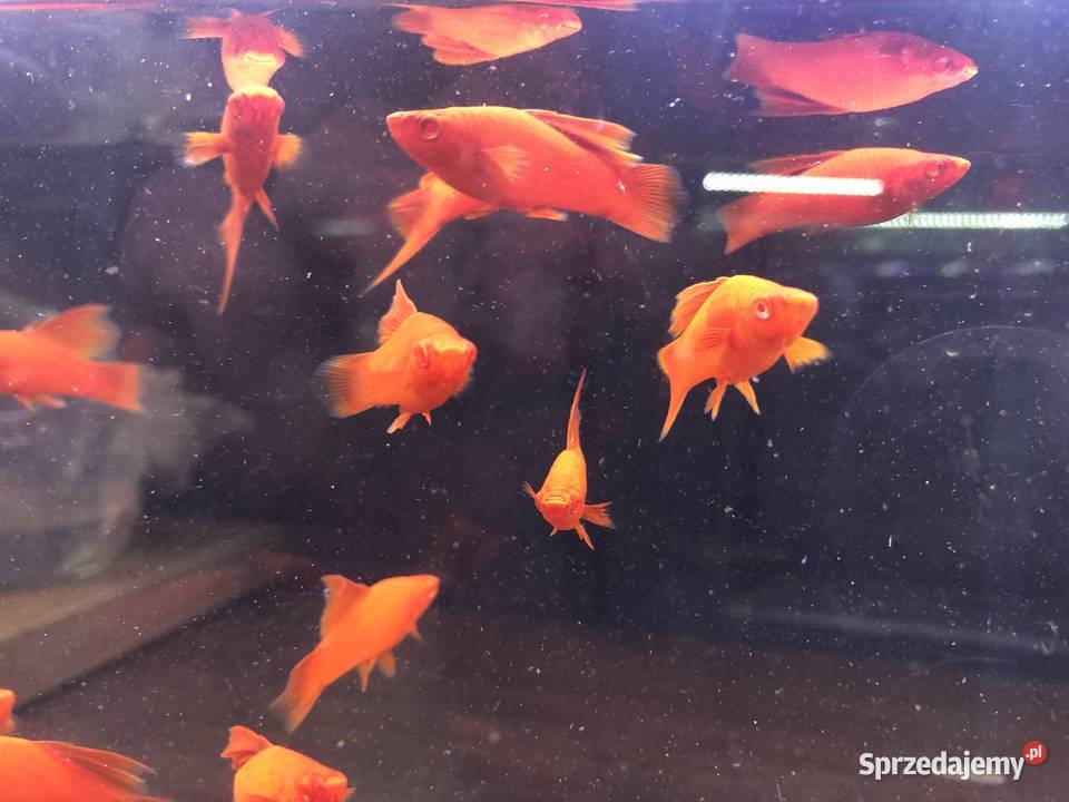 Wiedeński Delta mieczyk Red Albino Justynów