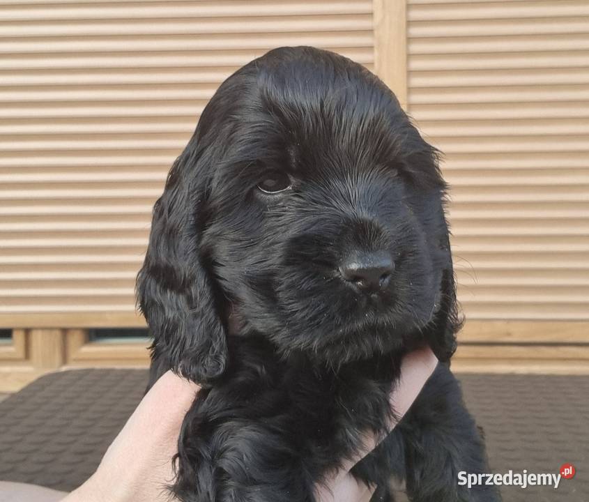 Cocker spaniel angielski Cocker Spaniel Choszczno