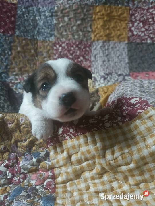 Wzorcowy gładki Jack Russell piękny exterrier