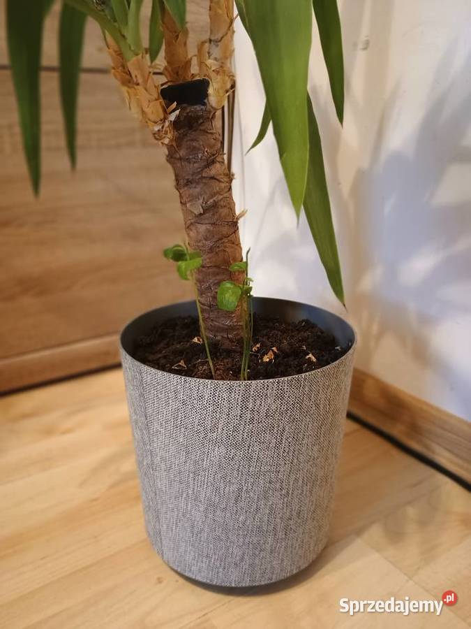 Yukka Lubartów sprzedam