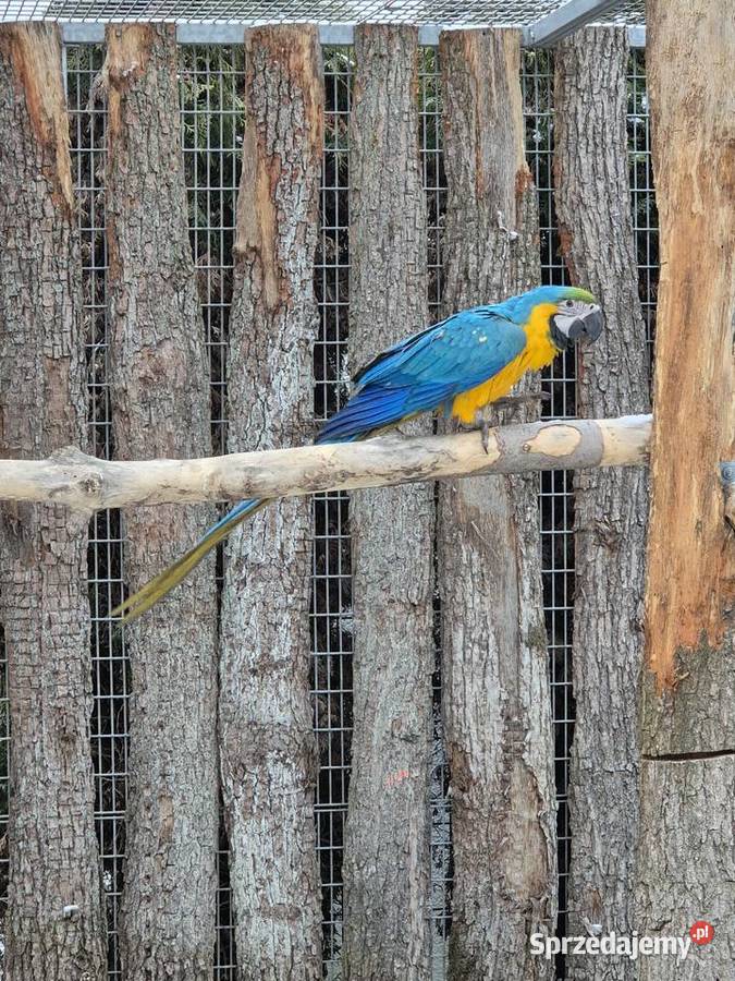 Ara Ararauna Rakoniewice sprzedam