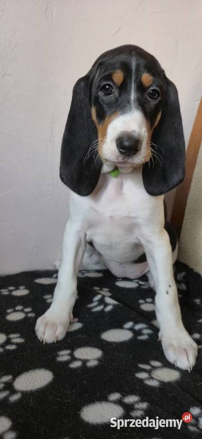 Gończy Berneński w Polsce Pozostałe mazowieckie