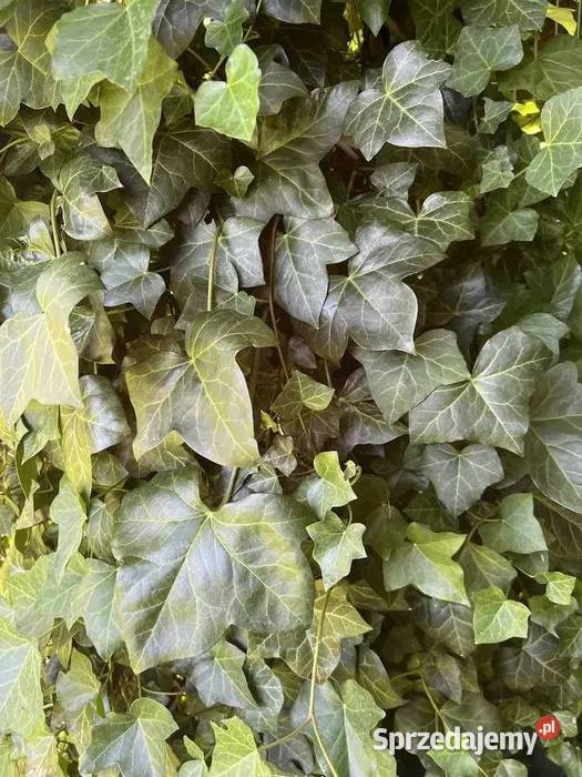 Sadzonki bluszcz zimozielony ukorzenione 2letnie Kraków