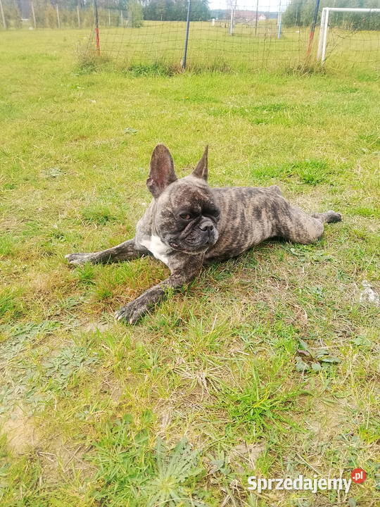 Buldog francuski szczenięta