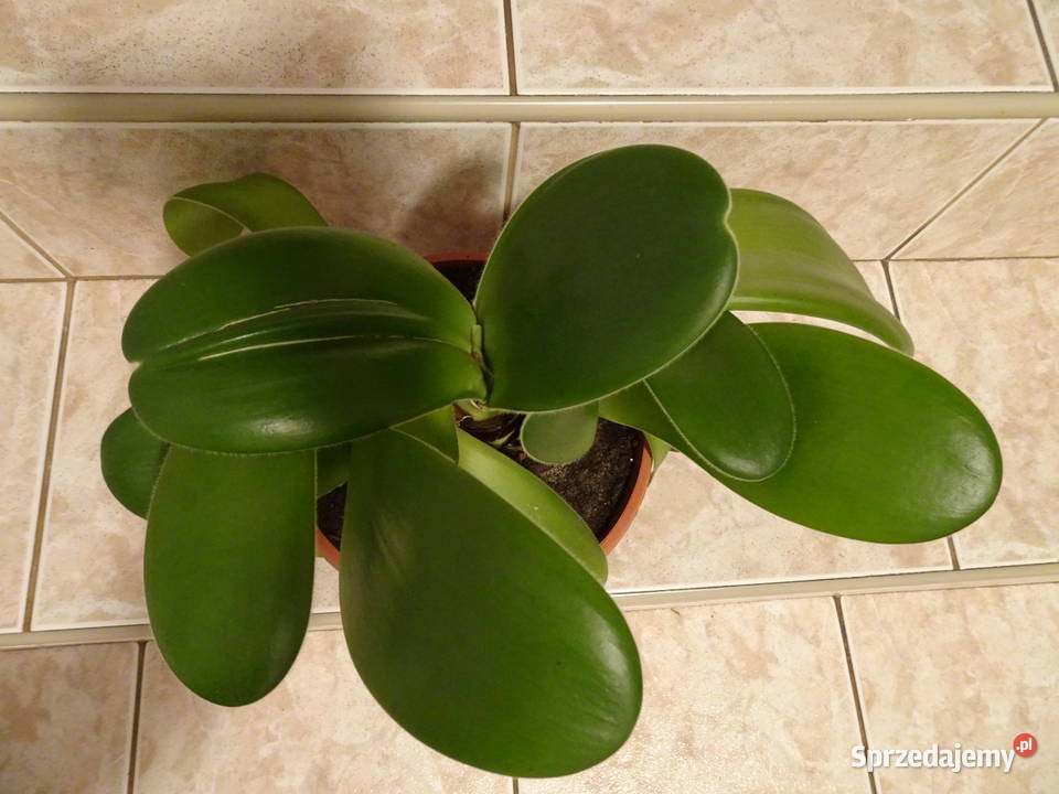 Krasnokwiat białokwiaty Warszawa