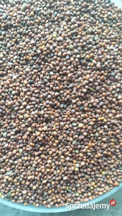 Rzodkiew oleista Łagów