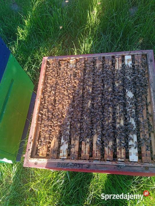 Sprzedam silne odkłady na ramce wielkopolskiej Pszczelarstwo Odrzywół sprzedam