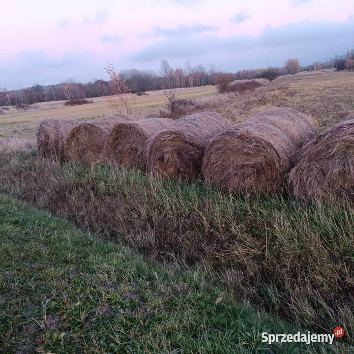 Bele siana 120x120 Folusz