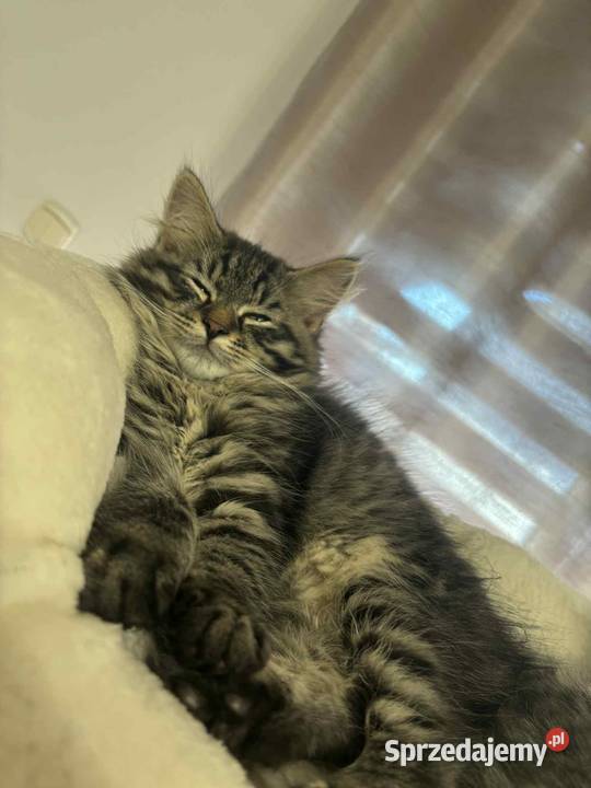 Sprzedam kota syberyjskiego lubelskie Szastarka