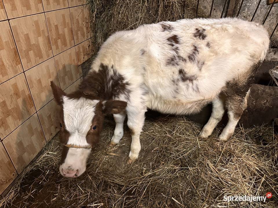 Sprzedam cieliczkę Podłopień