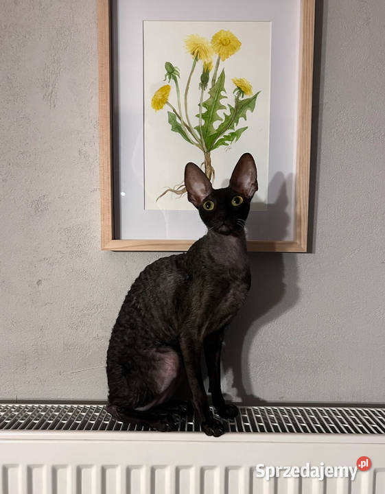 Cornish Rex dwie kotki pohodowlane płatna Pozostałe śląskie Żory