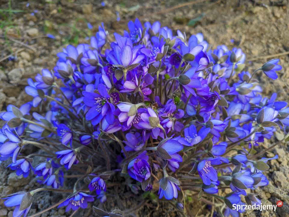 Przylaszczka zakwitnie na wiosnę Lublin sprzedam