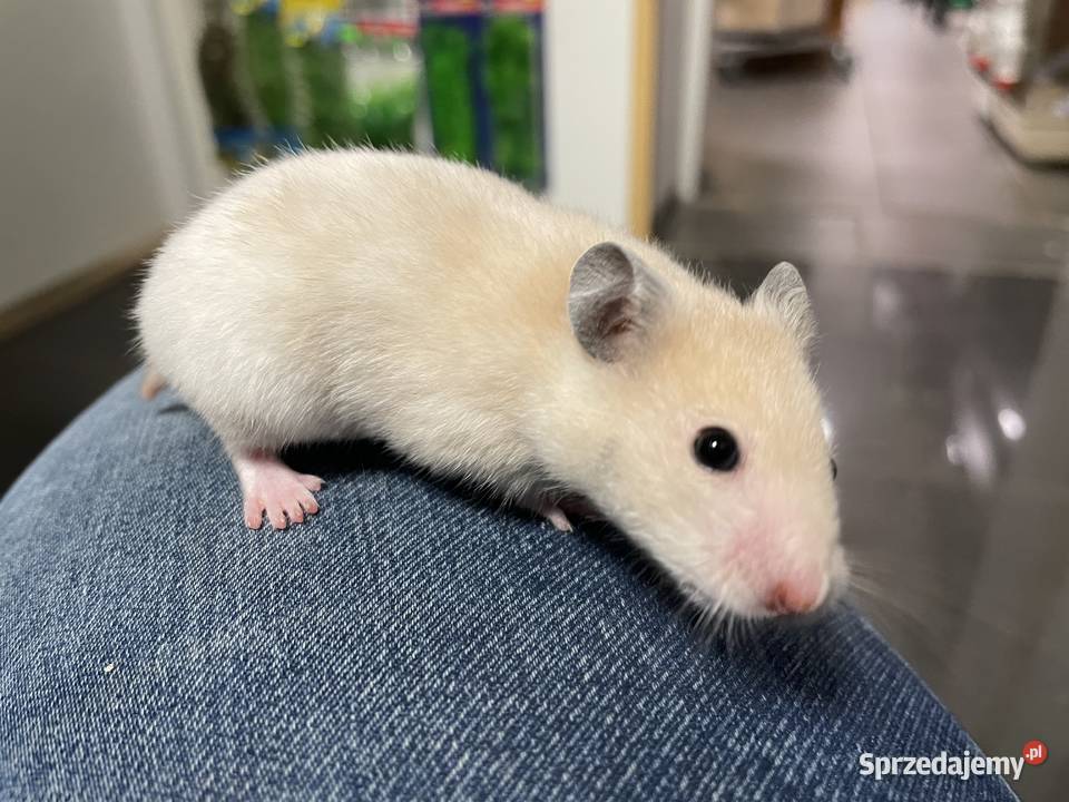 chomik syryjski różne kolory Gliwice