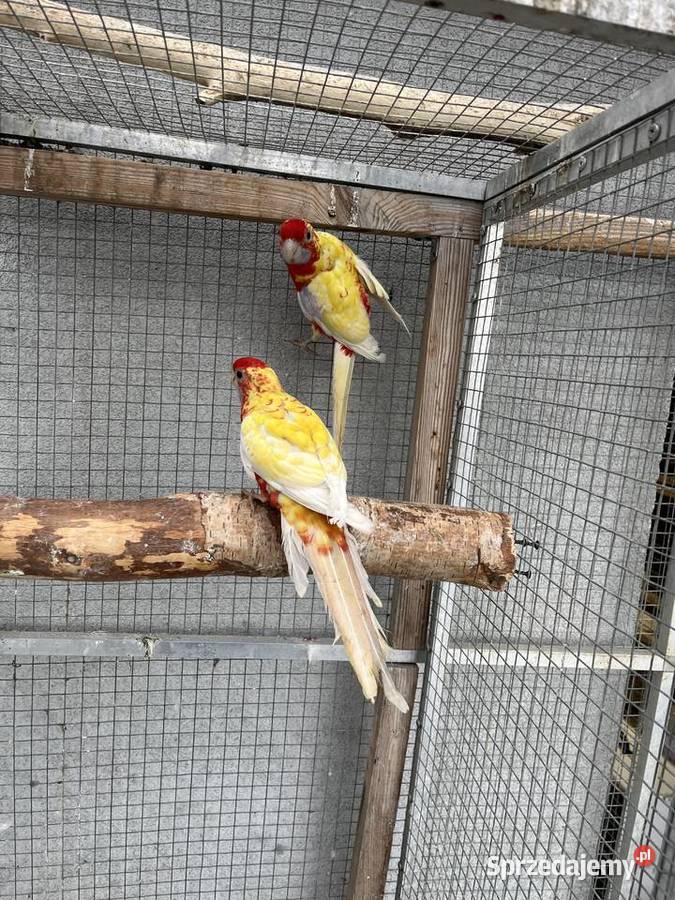 Rozelle królewskie para złotych pasteli Ptaki śląskie Sośnicowice