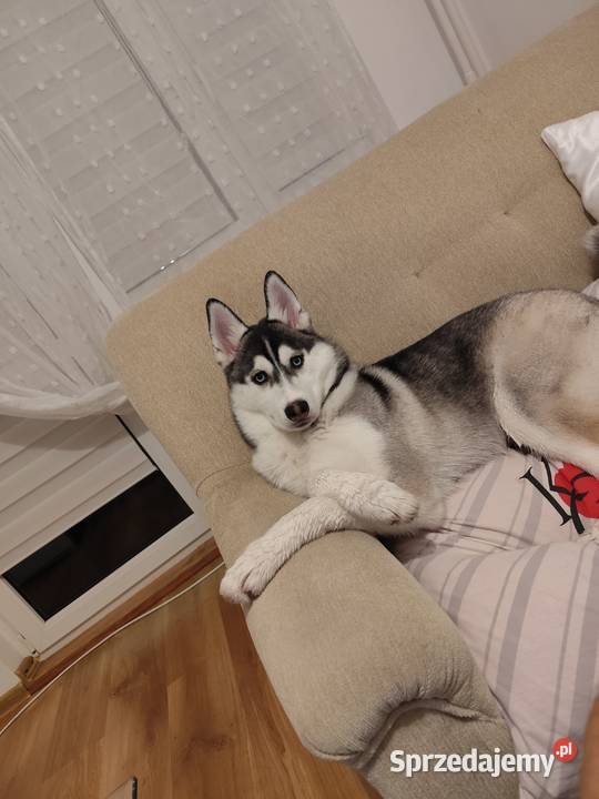 Husky syberyjski suczka Leżajsk