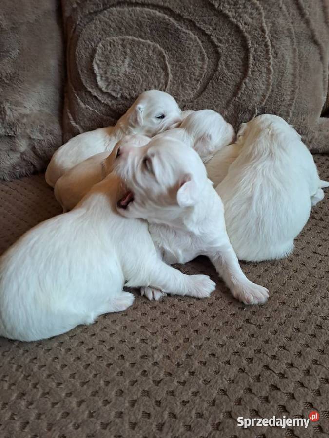 Śliczny Maltańczyk Poręba