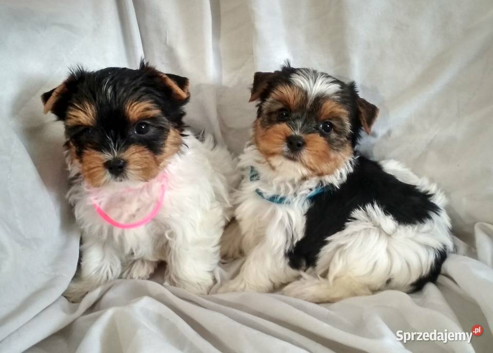 york biewer piesek 9tyg mocne umaszczenie podkarpackie