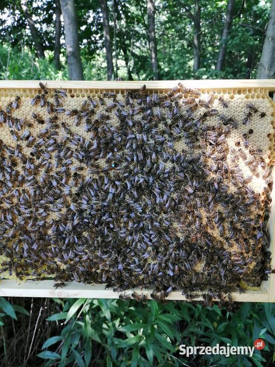 Matki pszczele Nieska Primorski VSH Elgon Tarnów sprzedam