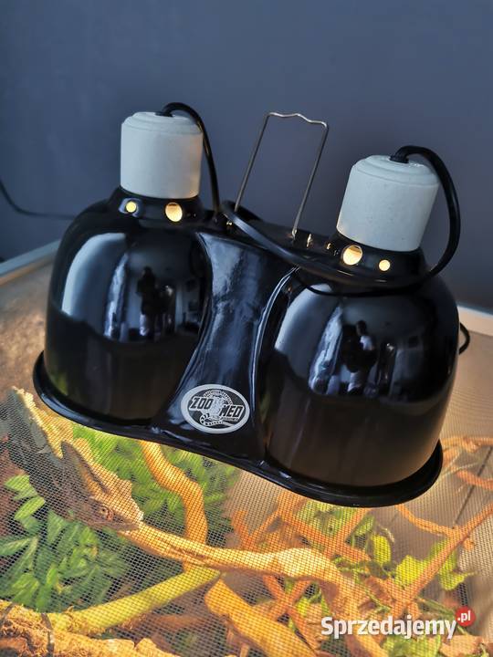 Kameleon jemeński z terrarium i wyposażeniem