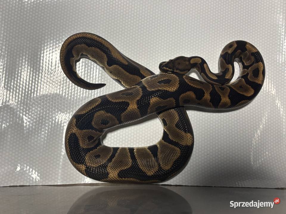 Python regius pyton królewski samica Kraków sprzedam