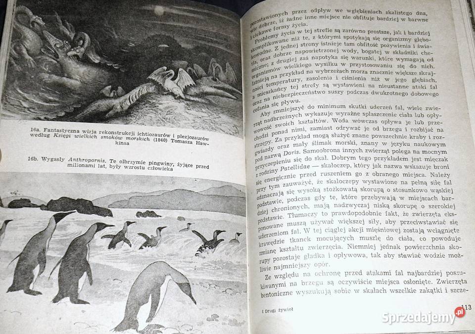 Drugi żywioł Richard Carrington Chełm