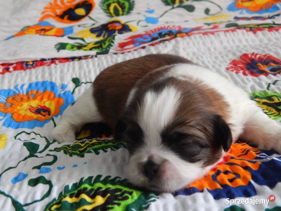 Shih Tzu Urocze Szczeniaczki Maleńkich Olkusz