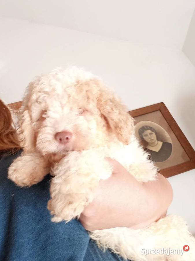 Lagotto Romagnolo Psy Lipno sprzedam