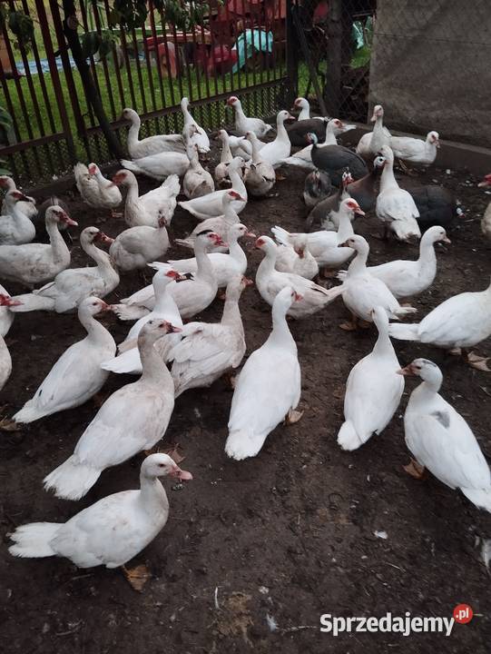 Sprzedam kaczki