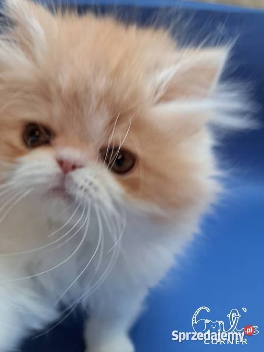 Śliczne kocięta perskie