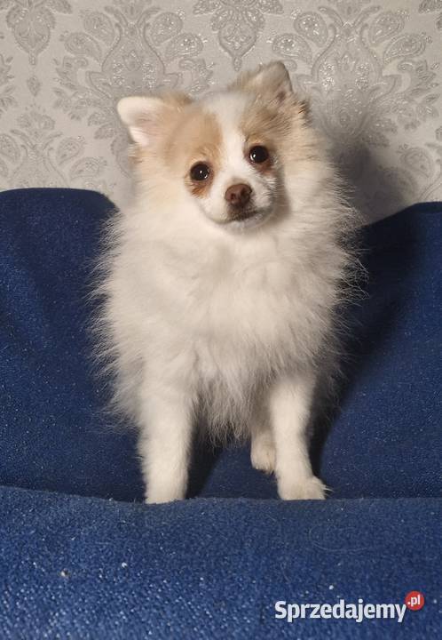 Szpic Miniaturowy Pomeranian Unikatowe Zgierz